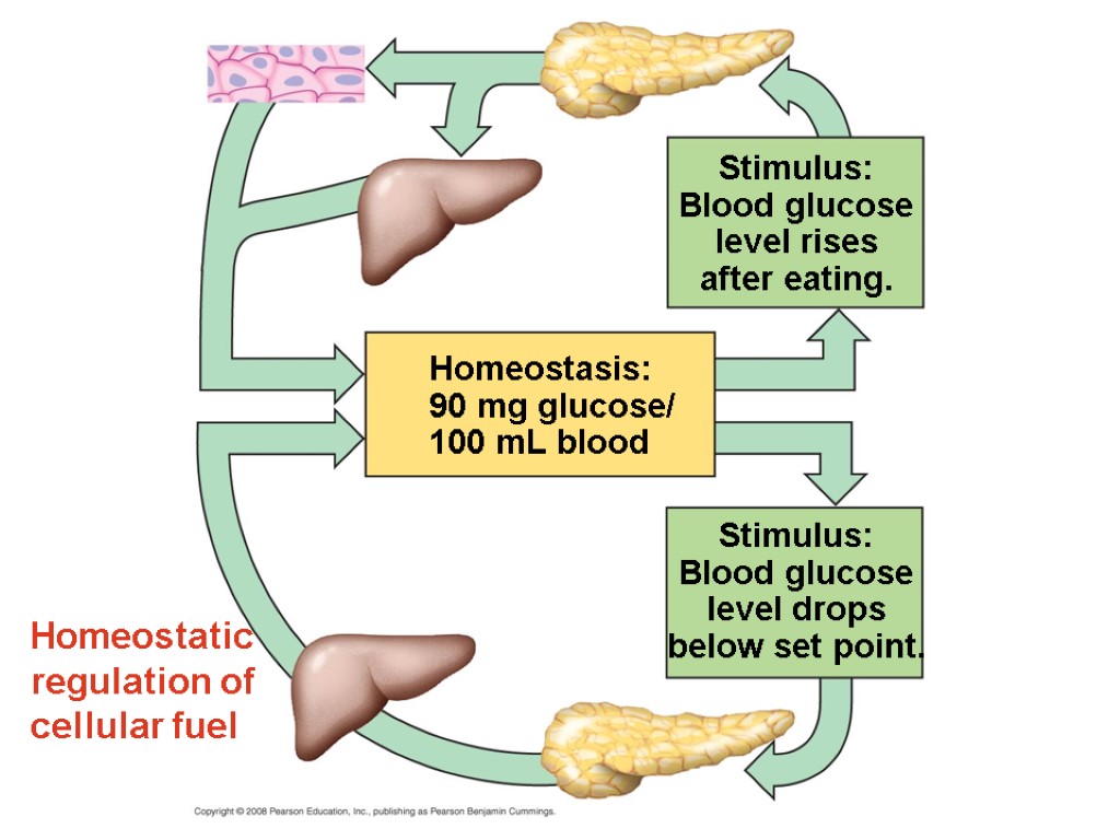 Homeostatic regulation of cellular fuel Homeostasis: 90 mg glucose/ 100 mL blood Stimulus: Blood